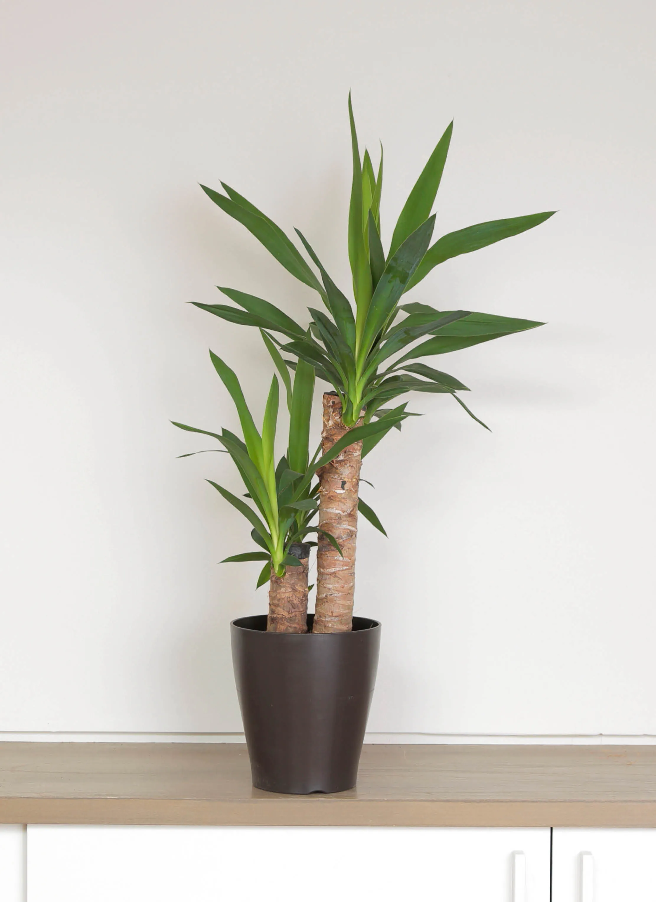 ユッカ（青年の木） | 観葉植物通販HitoHana（ひとはな）