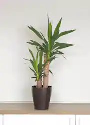 観葉植物 ユッカ 6号 ノーマル レザーポット0 ブラウン 付き | 観葉 