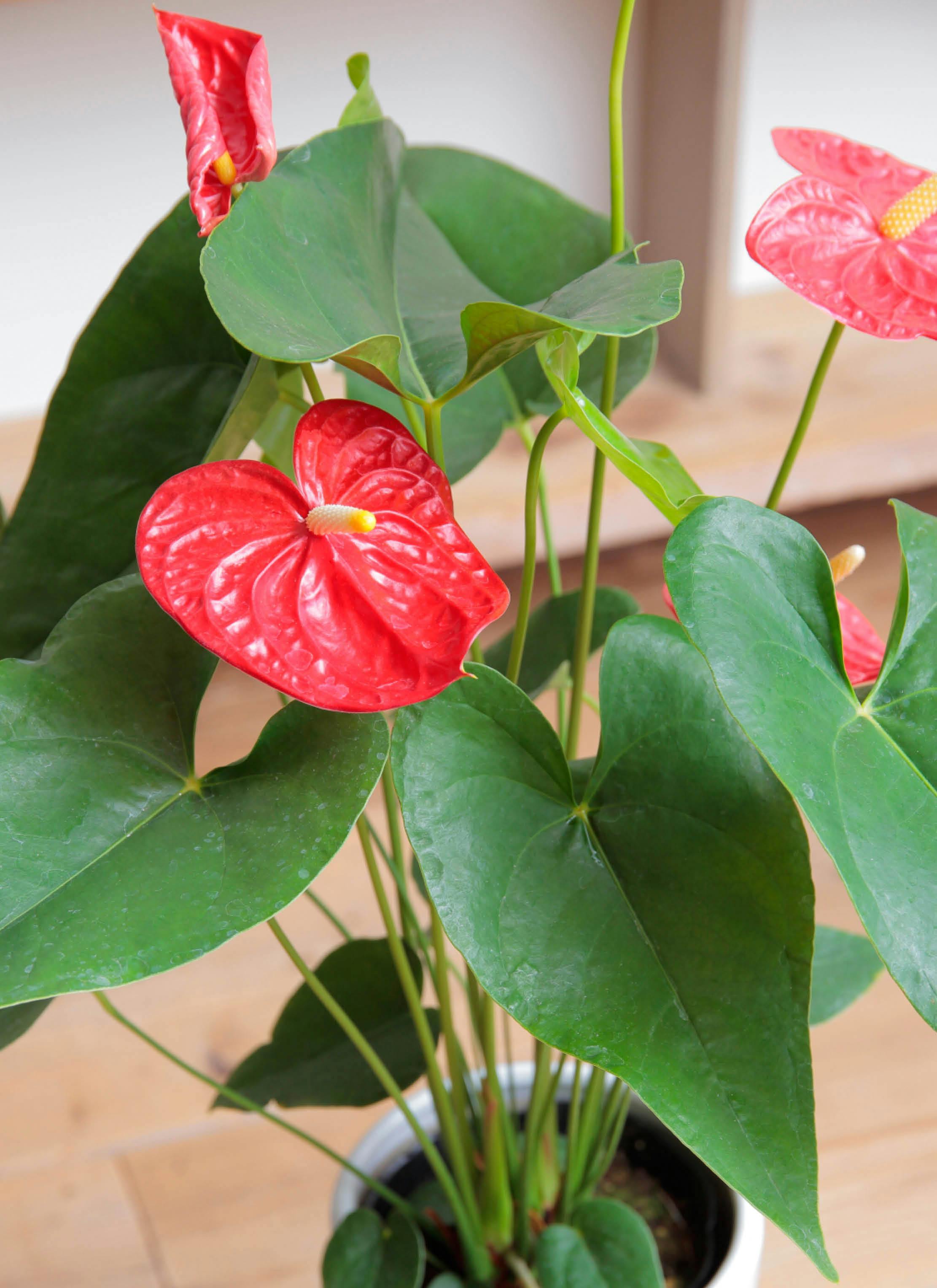 観葉植物 アンスリウム 6号 ダコタ 陶器鉢カバー | 観葉植物なら