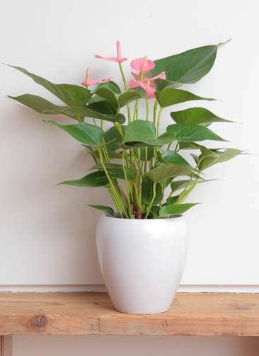 観葉植物 アンスリウム 5号 ピンクチャンピオン 丸陶器
