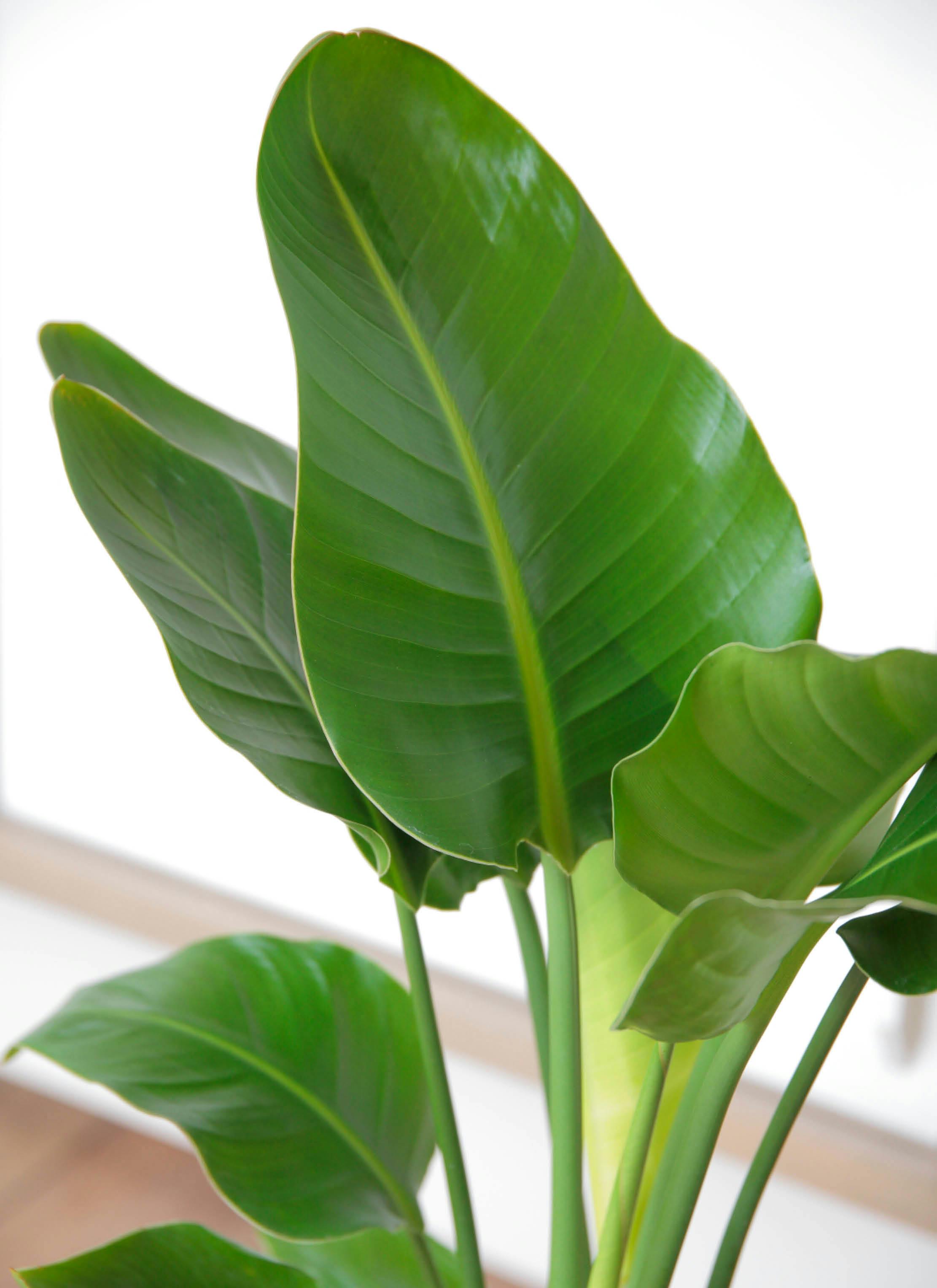 観葉植物 オーガスタ 7号 角陶器スリム | 観葉植物ならHitoHana(ひとはな)