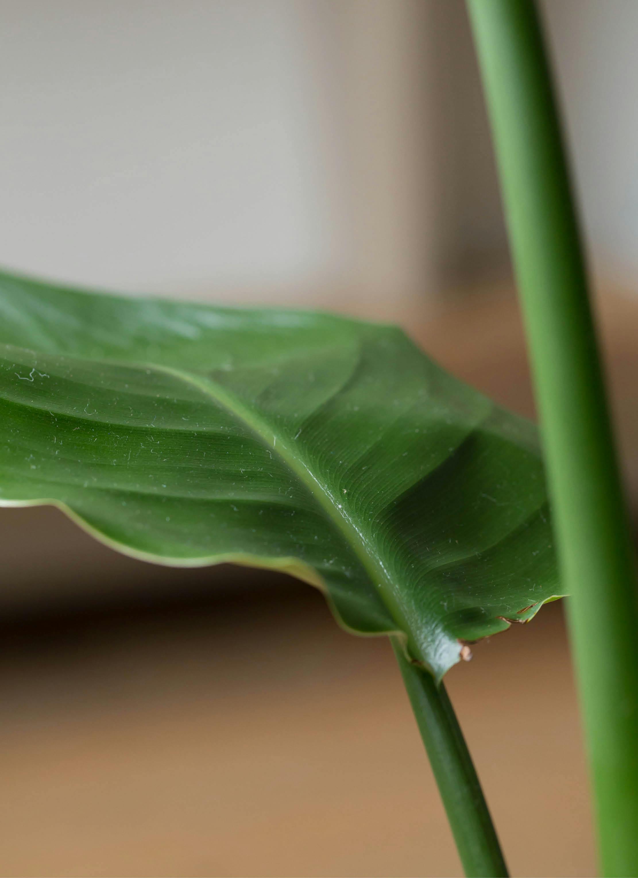観葉植物 オーガスタ 6号 プラスチック鉢 | 観葉植物なら