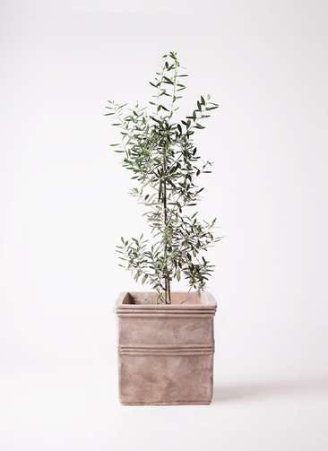 観葉植物 オリーブの木 8号 チプレッシーノ テラアストラ カペラキュビ 赤茶色 付き