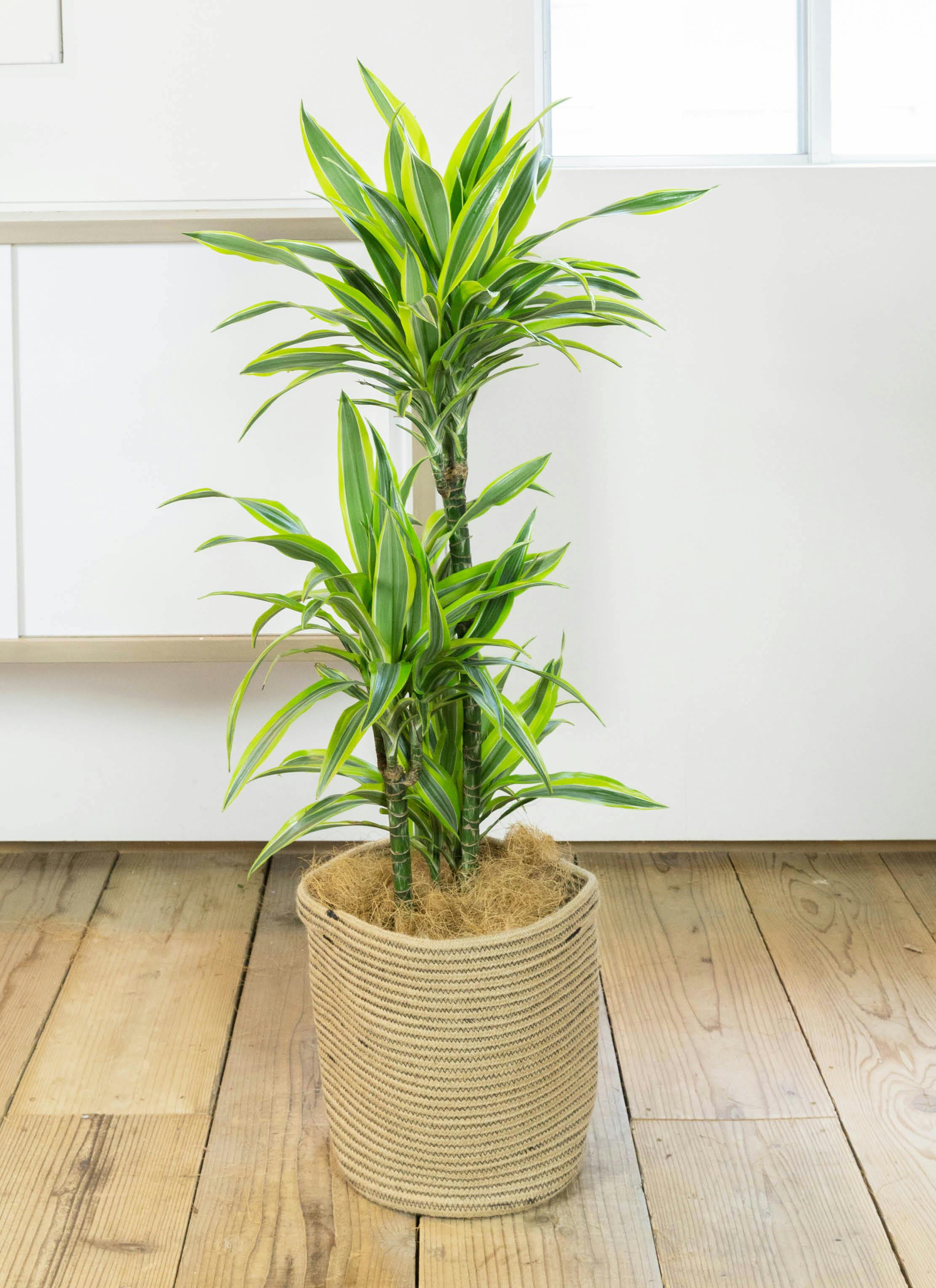 ドラセナ ワーネッキーレモンライム　1 ドラセナ ワーネッキーレモンライム 1