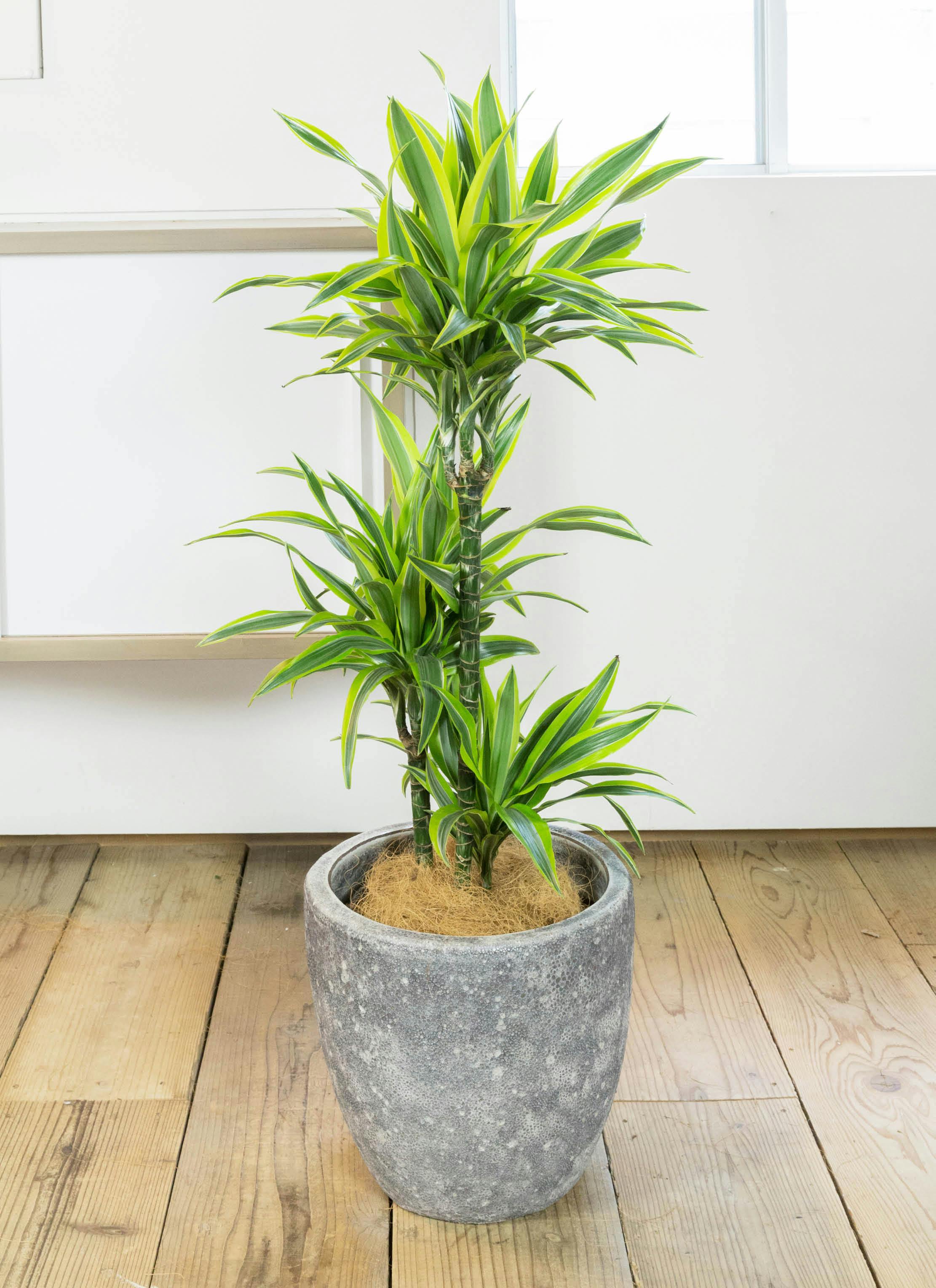 ドラセナ ワーネッキー レモンライム 8号 | 観葉植物 | インテリアや