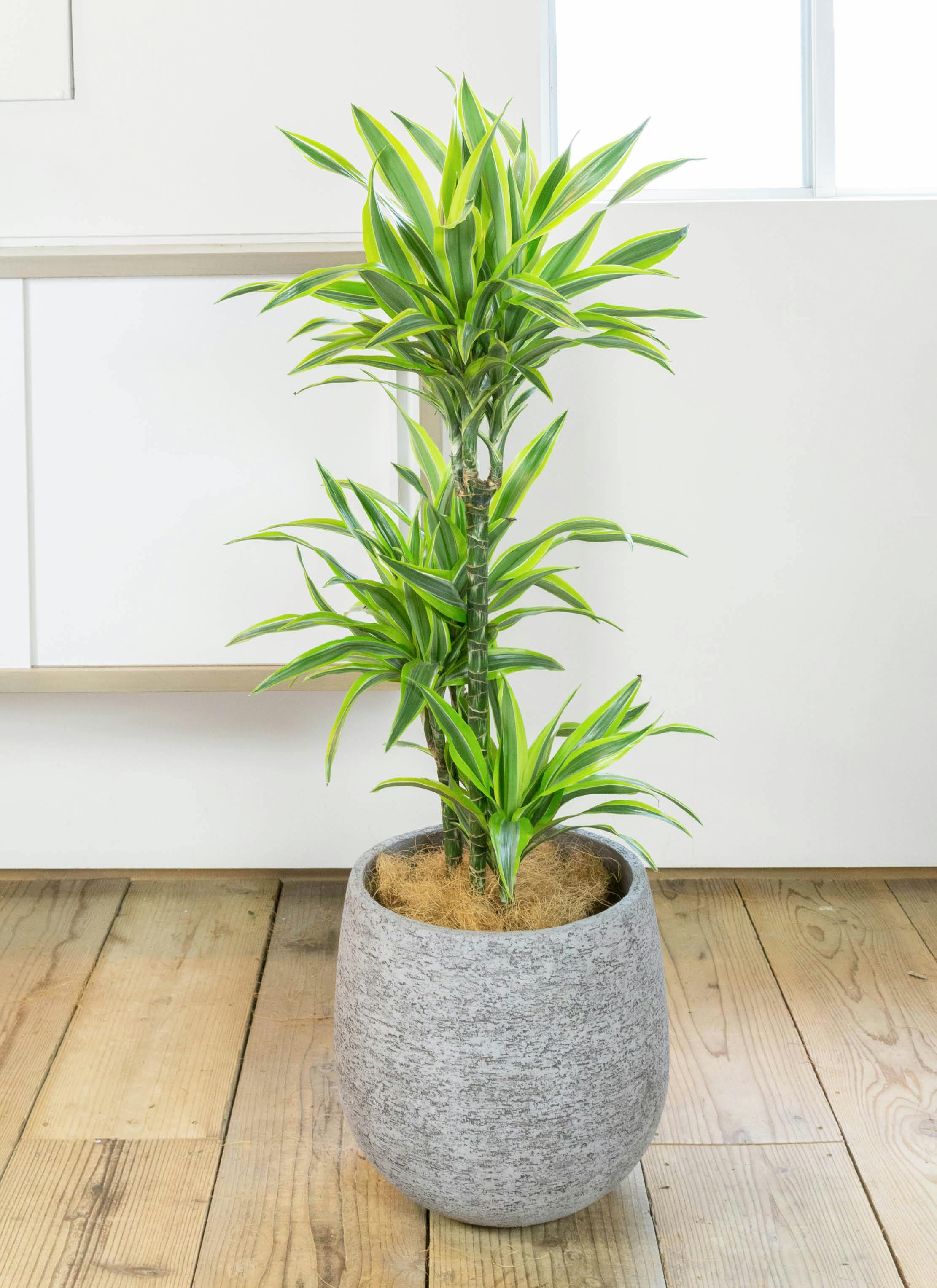 観葉植物 ドラセナ ワーネッキー レモンライム 8号 エコストーンGray