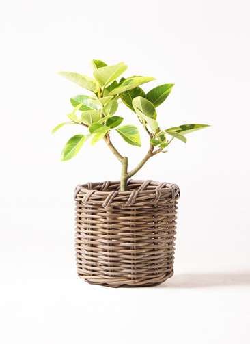 観葉植物 フィカス アルテシーマ 6号 ストレート グレイラタン 付き