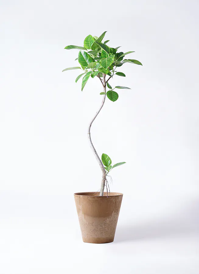 フィカス アルテシマ 8号 145cm 力強 S-shaped tree form