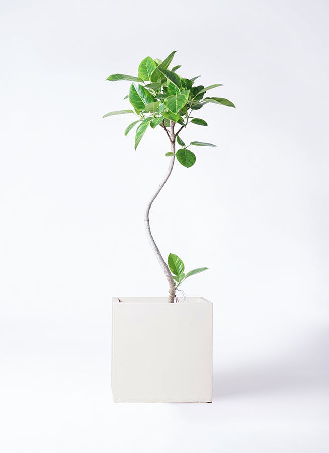 フィカス アルテシーマ 8号 | 観葉植物通販HitoHana(ひとはな)