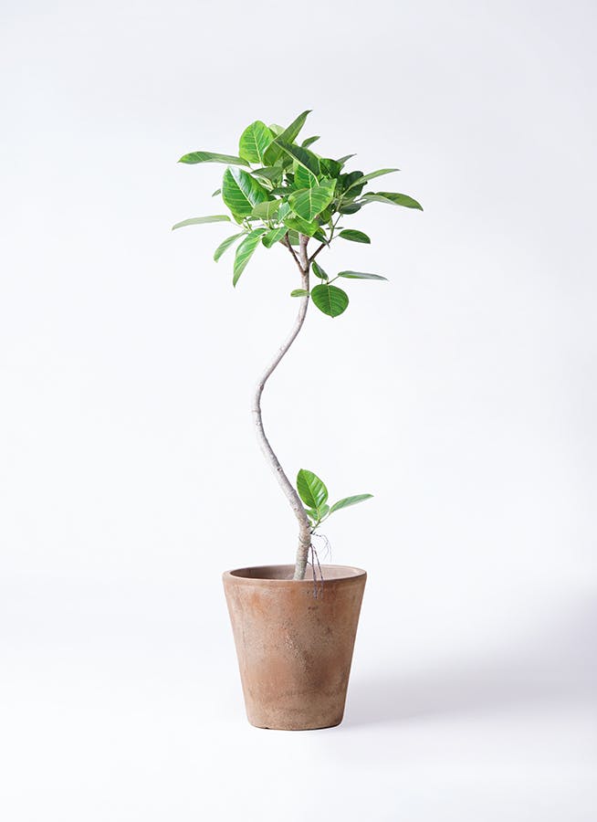 フィカス アルテシーマ 曲がり | 観葉植物通販 Hitohana（ひとはな）