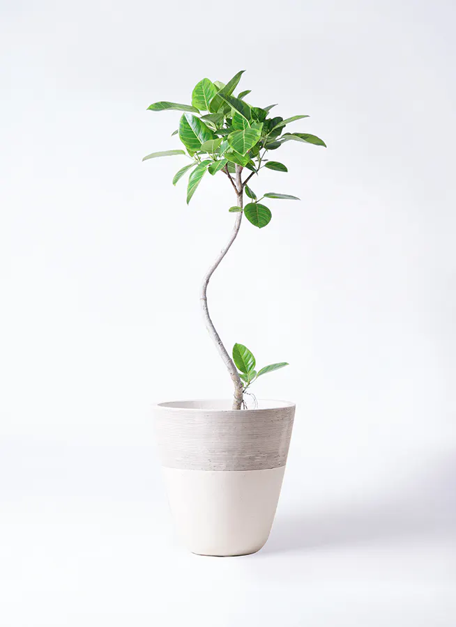 フィカス アルテシマ 8号 S-shaped 引き起こさ tree form 138cm