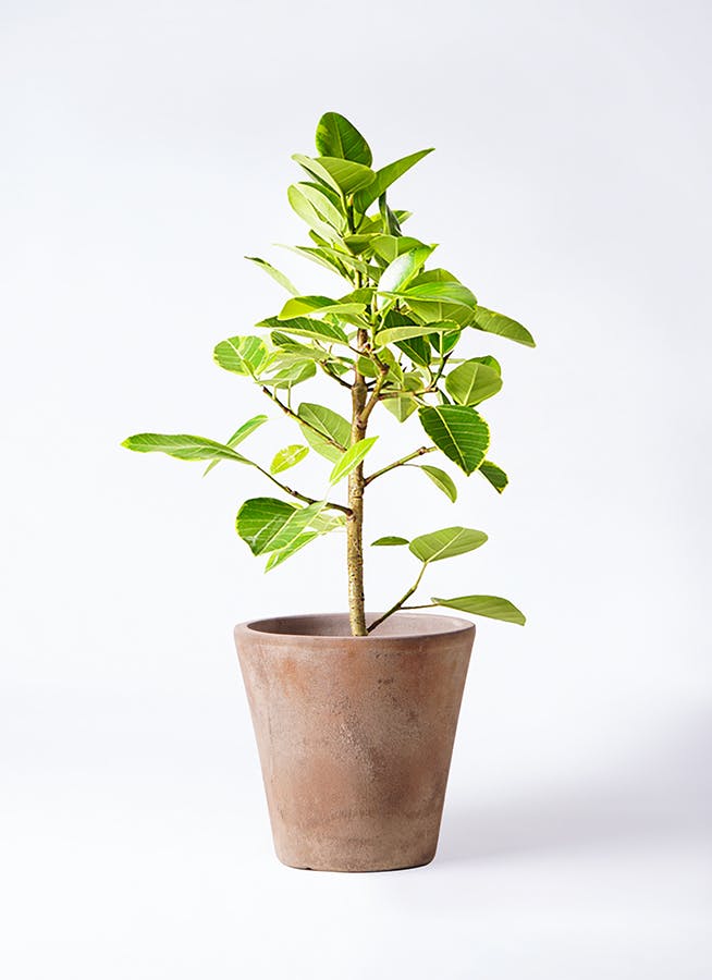 フィカス アルテシーマ ストレート | 観葉植物 | インテリアやギフトに