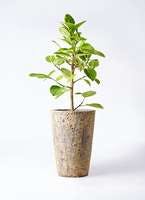 Atlantis(アトランティス)は海底遺跡のようなアンティーク感が魅力の鉢