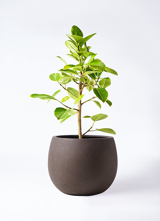 フィカス アルテシーマ 7号 | 観葉植物通販 Hitohana（ひとはな）