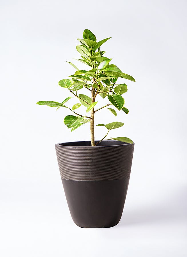 フィカス アルテシーマ ストレート | 観葉植物 | インテリアやギフトに