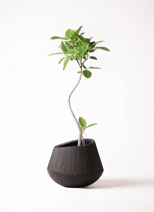 フィカスアルテシマ 極太幹 美形 40000円 大型 観葉植物 カッシーナ 縛る