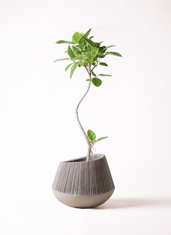 ［現品］☆おすすめ☆ 4番　フィカス　アルテシマ　曲がり　8号　観葉植物　室内 現品］4番 大人気！ フィカス アルテシマ 曲がり 8号 観葉植物