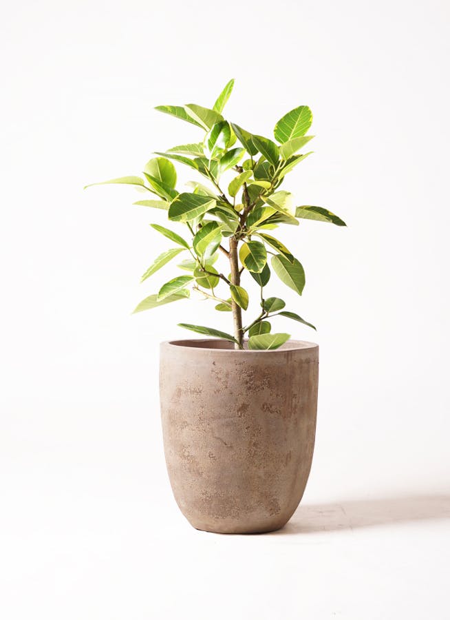 フィカス アルテシーマ 7号 | 観葉植物通販 Hitohana（ひとはな）