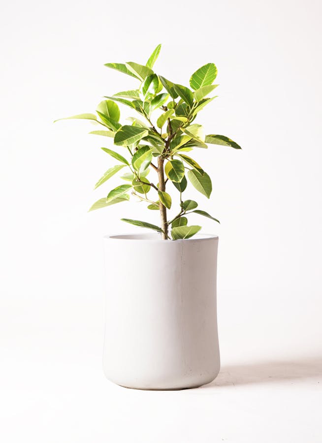 フィカス アルテシーマ 7号 | 観葉植物通販 Hitohana（ひとはな）