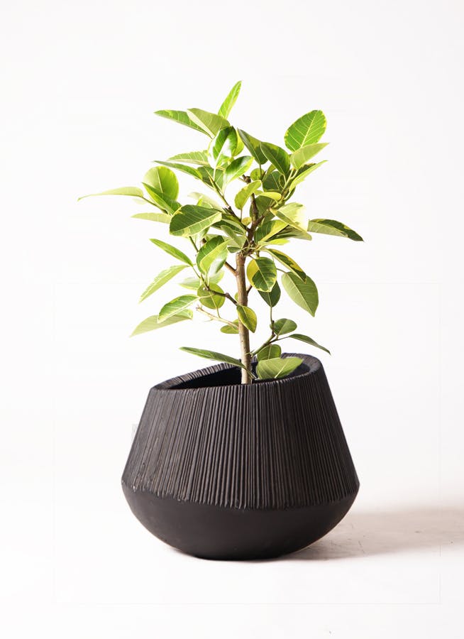 アルティシーマ 7寸  観葉植物 観葉植物 フィカス アルテシーマ 7号 曲り ラスターポット 付き / 天久
