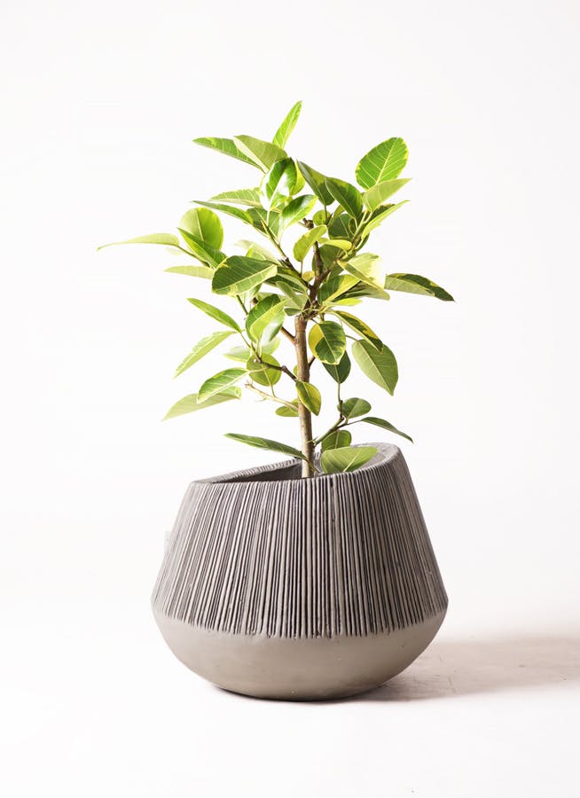 フィカス アルテシーマ 観葉植物　7号鉢 フィカス アルテシーマ 7号 | 観葉植物通販 Hitohana（ひとはな）