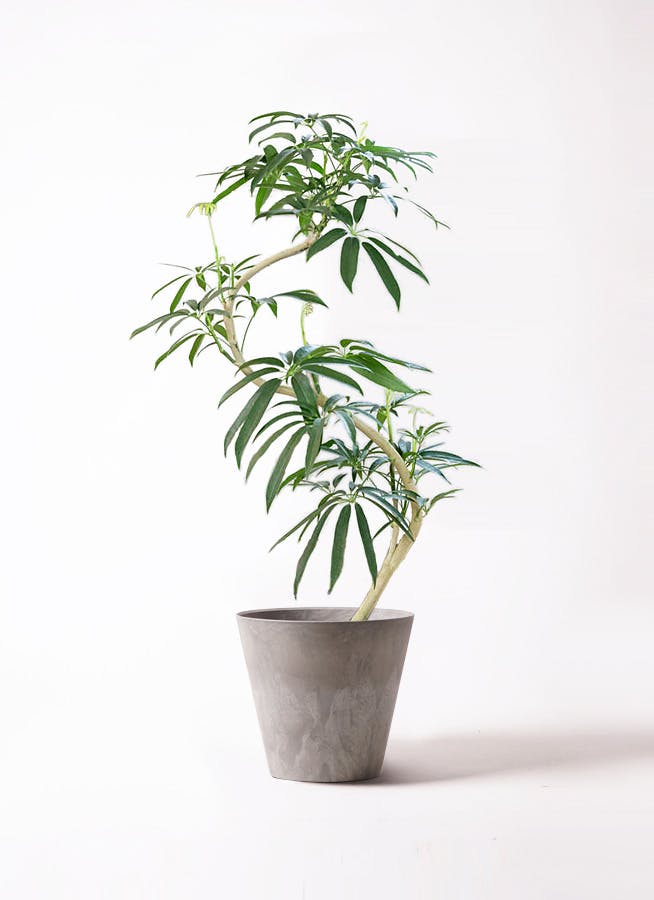 シェフレラ アンガスティフォリア 8号 | HitoHana(ひとはな)