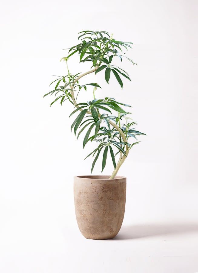 ☆ シェフレラ アンガスティフォリア 曲がり♪ 110cm♪ シェフレラ アンガスティフォリア 曲がり | HitoHana(ひとはな)