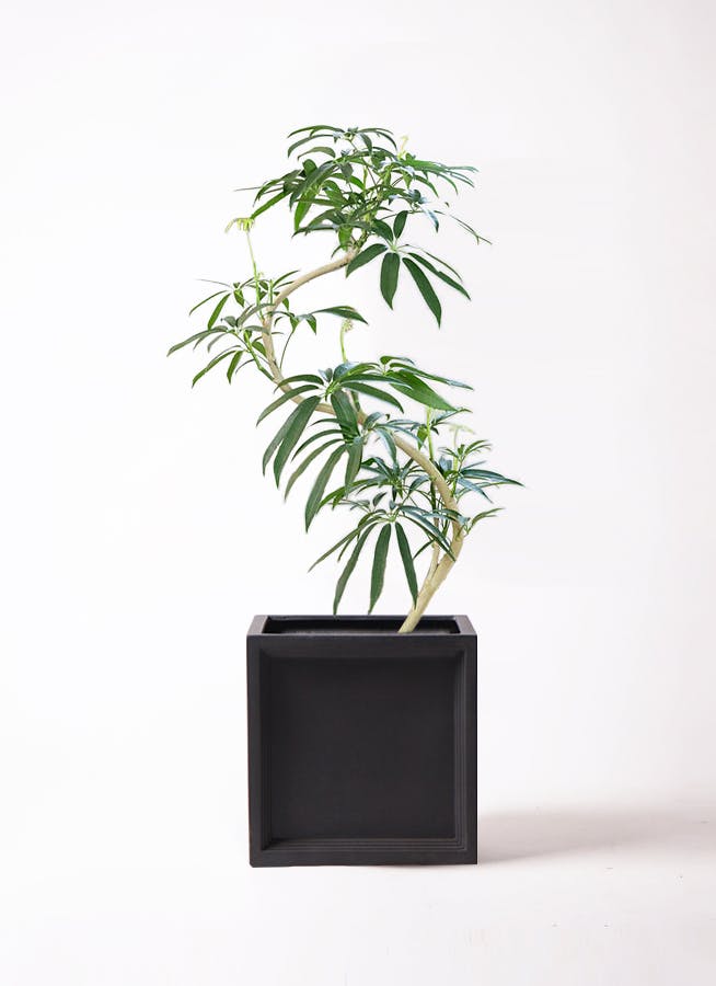 シェフレラ アンガスティフォリア 8号 | HitoHana(ひとはな)