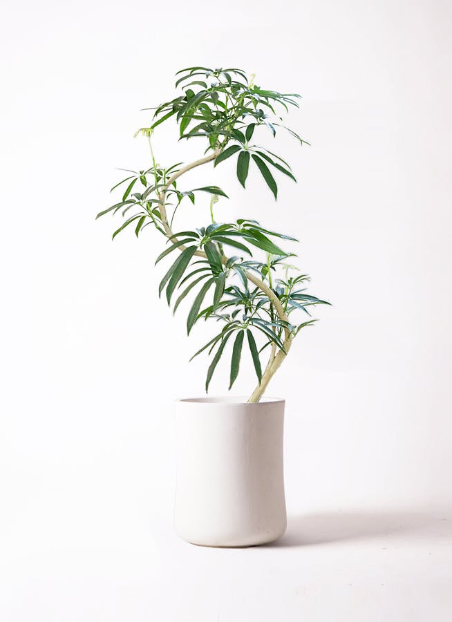 シェフレラ アンガスティフォリア 曲がり | HitoHana(ひとはな)