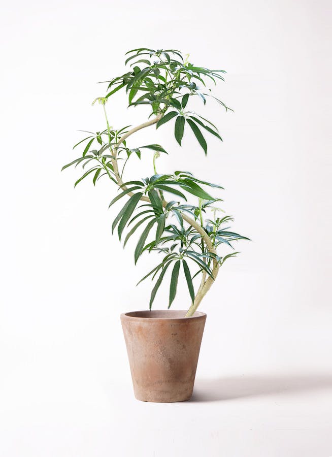 アンガスティーフォリア 大株 シェフレラ アンガスティフォリア | 観葉植物通販 HitoHana（ひとはな）