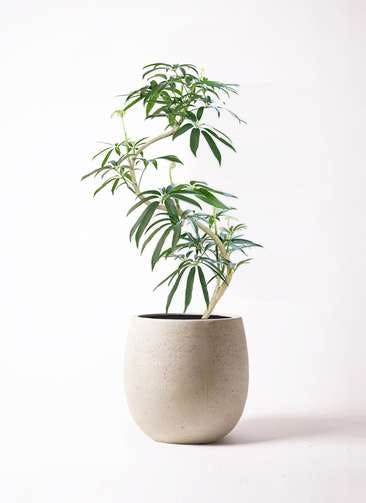 観葉植物 シェフレラ アンガスティフォリア 8号 曲り テラニアス バルーン アンティークホワイト 付き