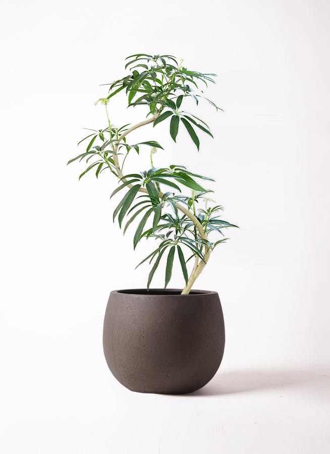 シェフレラ アンガスティフォリア 曲がり | HitoHana(ひとはな)