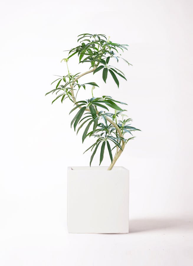シェフレラ アンガスティフォリア | 観葉植物通販 HitoHana（ひとはな）