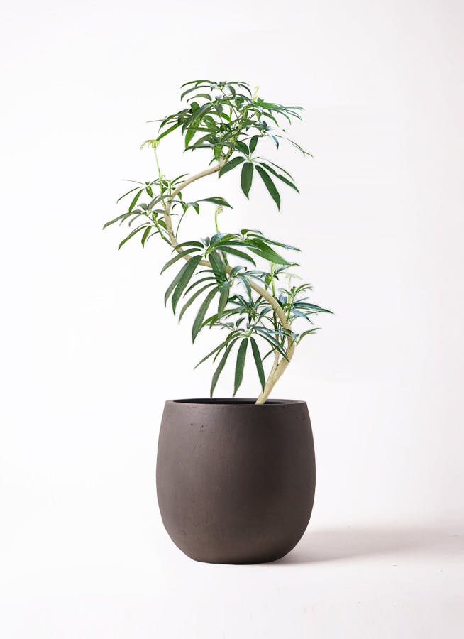 シェフレラ アンガスティフォリア | 観葉植物通販 HitoHana（ひとはな）