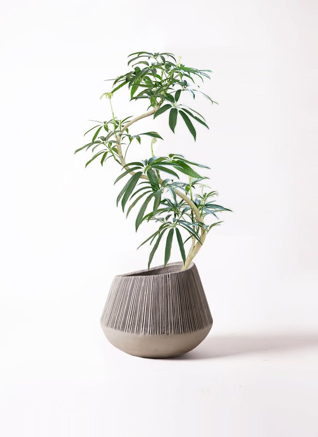 シェフレラ アンガスティフォリア 8号 | HitoHana(ひとはな)