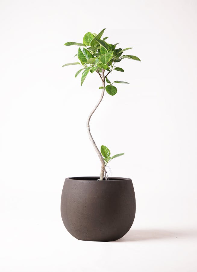 フィカス アルテシーマ 8号 | 観葉植物通販HitoHana(ひとはな)