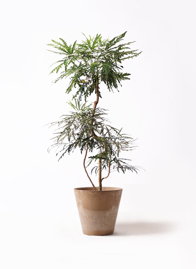 グリーンアラレア 8号 | 観葉植物通販HitoHana(ひとはな)