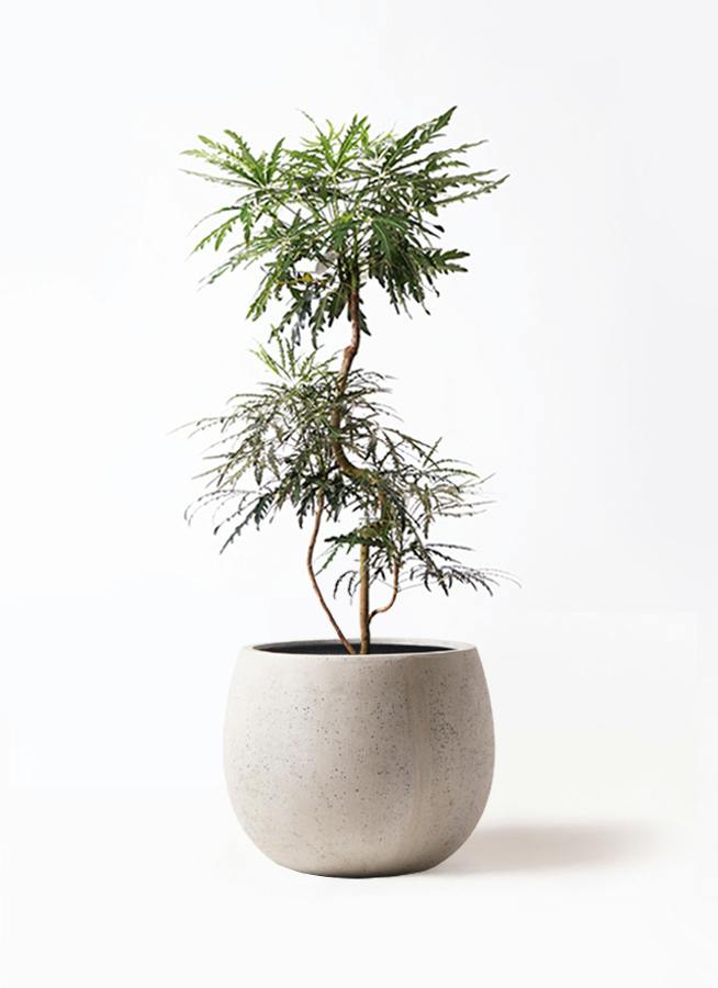 グリーンアラレア 8号 | 観葉植物通販HitoHana(ひとはな)