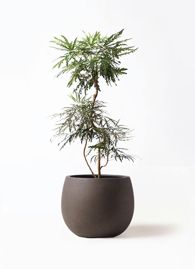 グリーンアラレア 8号 | 観葉植物通販HitoHana(ひとはな)