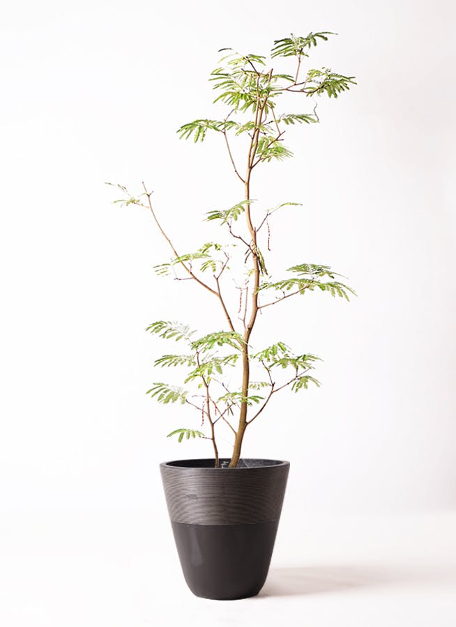 観葉植物 エバーフレッシュ 10号 ボサ造り ジュピター 黒 | 観葉植物