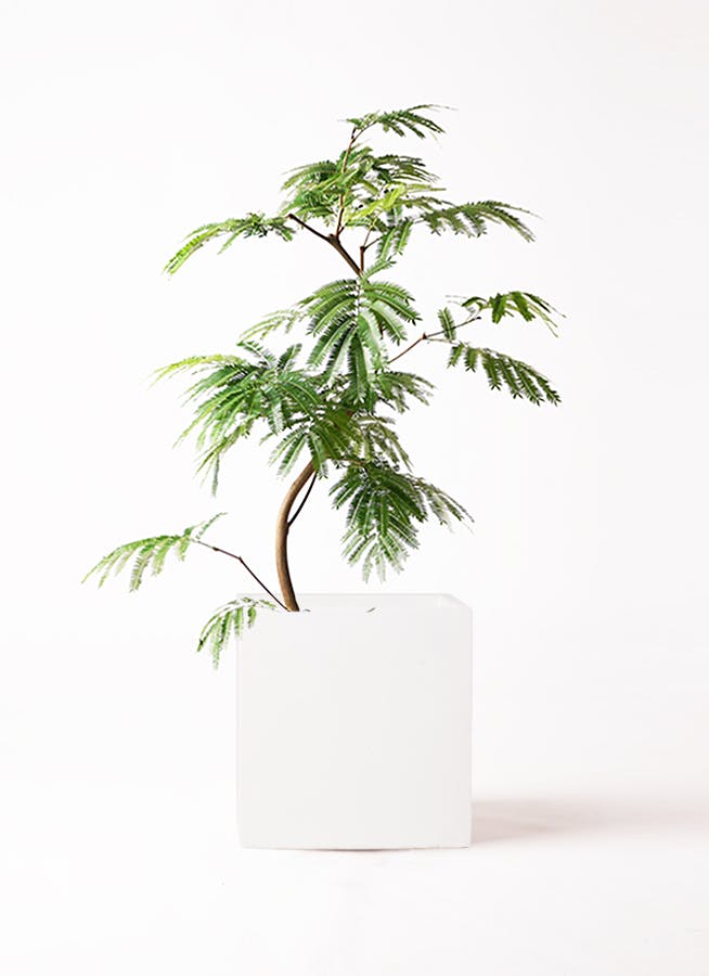 エバーフレッシュ 8号 | 観葉植物 | インテリアやギフトに