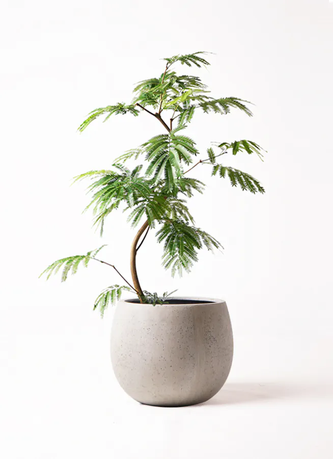 エバーフレッシュ | 観葉植物の通販ならHitoHana（ひとはな） 