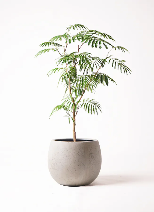 エバーフレッシュ 8号 | 観葉植物 | インテリアやギフトに - Hitohana  