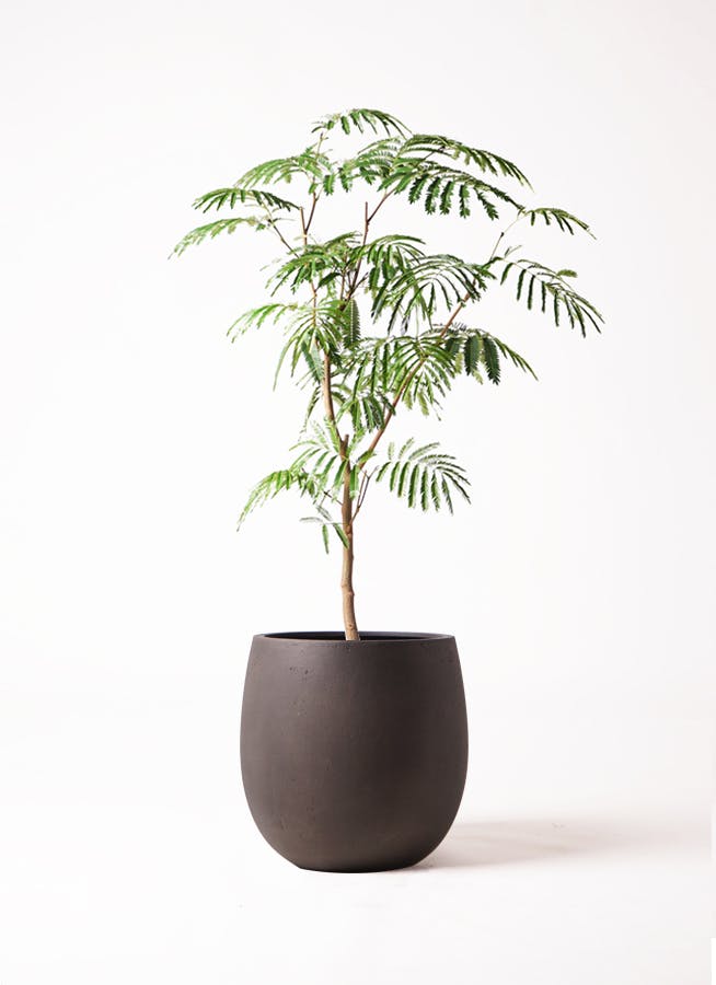 内祝い】 エバーフレッシュ 137cm S-shaped tree form 8号 - 観葉植物
