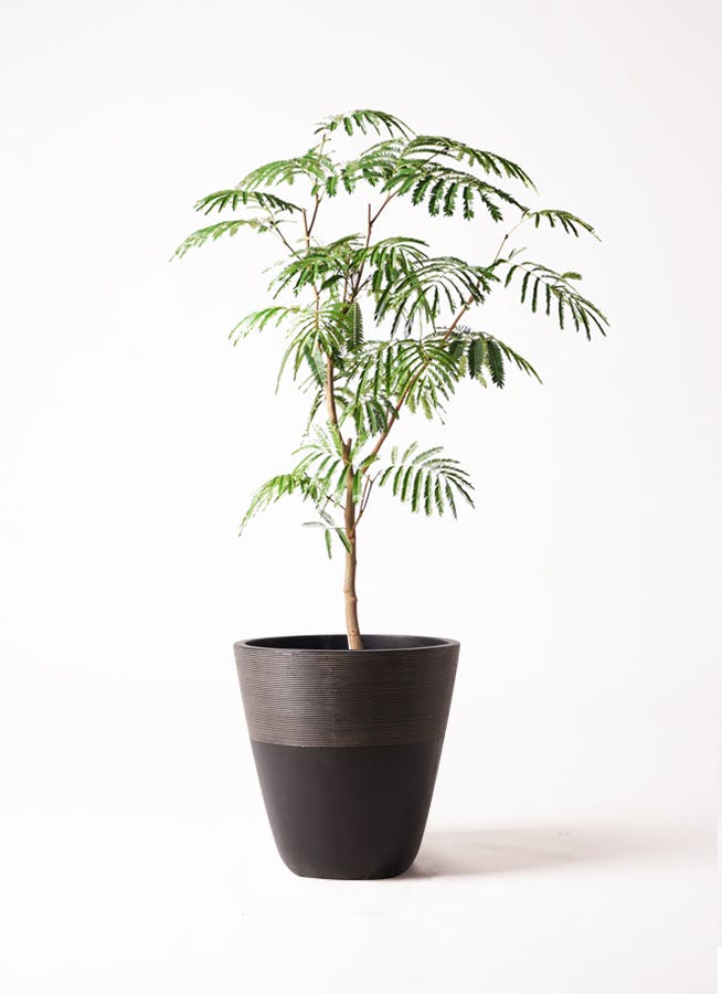 観葉植物 エバーフレッシュ 8号 ボサ造り ジュピター 黒 付き | 観葉植物ならHitoHana(ひとはな)