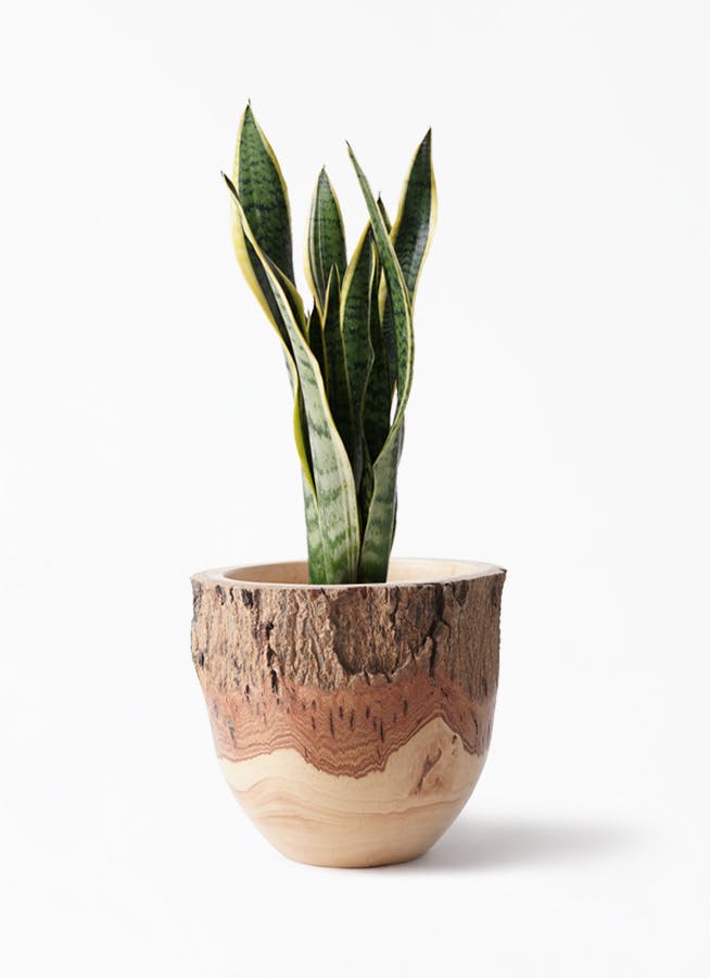 観葉植物 サンスベリア 6号 トラノオ Mango Wood マンゴーウッド フラワーベース 付き 観葉植物ならhitohana ひとはな 観葉植物 サンスベリア 6号 トラノオ Mango Wood マンゴーウッド フラワーベース 付き 観葉植物ならhitohana ひとはな
