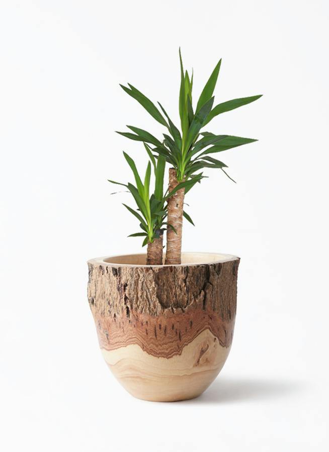 観葉植物 ユッカ 6号 ノーマル Mango Wood(マンゴーウッド) フラワー