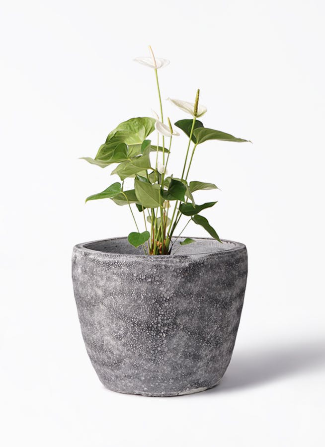 アンスリウム 6号 | 観葉植物 | 送料無料でお届け - Hitohana（ひとはな）