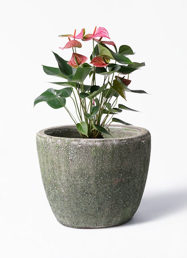 観葉植物 アンスリウム 6号 ピンクチャンピオン アビスソニア ミドル 緑 付き 観葉植物ならhitohana ひとはな 観葉植物 アンスリウム 6号 ピンクチャンピオン アビスソニア ミドル 緑 付き 観葉植物ならhitohana ひとはな