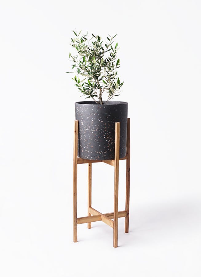 オリーブの木 6号 | 観葉植物 | 送料無料でお届け - Hitohana（ひとはな）